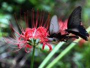 꽃무릇 큰잔치 9월 21일~22일 | 해보면 용천사 일원