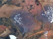 겨울을 잊은 개구리, 첫 산란 지난해보다 27일 빨라