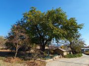 ‘상주 두곡리 뽕나무’ 천연기념물로 승격