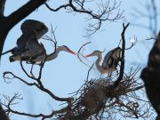 봄햇살 쬐며 둥지 트는 왜가리