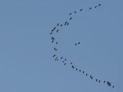 국제보호종 흑두루미, 신안 압해도로 백여마리 날아들어