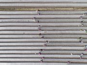 하늘에서 본 양파 모종 심기