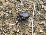 멸종위기 야생곤충 ‘애기뿔소똥구리’ 발견