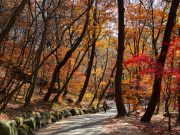 홍류(紅流) 흐르는 늦가을 단풍 계곡, 양평 용문산
