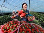 명품 함양딸기 첫 수확해요