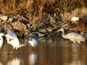 멸종위기조류 검은목두루미, 1004섬 신안 찾아