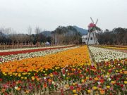 신안군, 코로나19 여파 튤립축제 전면 취소