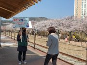 창원시, 진해 벚꽃 상춘객 대비 시민방역단·질서유지 요원 운영