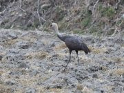 지리산골에서 포착된 천연기념물 흑두루미