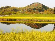 함평천에 비친 노란 유채와 나비동산