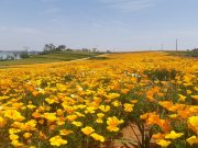 신안군 선도, 수선화가 머물던 자리에 금영화 활짝