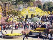함평군, 올 가을 ‘대한민국 국향대전’ 개최한다