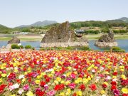 도담삼봉에 핀 백일홍과 석죽