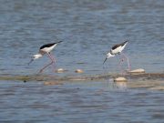 지리산 자락에서 장다리물떼새 포착