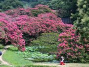 담양군, 백일홍 흐드러진 명옥헌원림