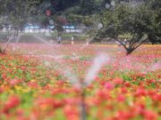 백일홍 더위 식히는 시원한 물주기