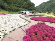 안동 ‘향기로운 국화천지 도촌마을’