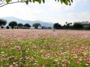 가을꽃 향기로 물든 밀양강 둔치 나들이객 유혹