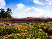 익산 국화축제 비대면 분산 전시로 ‘전환’