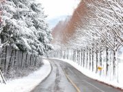 진안군, 부귀 메타세쿼이아길 관광 명소화 추진