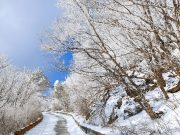 겨울 끝자락 단양 소백산, 순백의 상고대 장관!