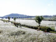 울산시, 태화강 둔치 물억새 단지 관광 명소화 추진