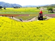 노란색 물결, 낙동강 유채단지에서