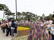 함평군, 나비대축제 17만명 방문 “전국 최고 봄 축제 명성 회복”