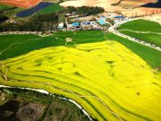 고창청보리밭 축제 16만명 다녀갔다