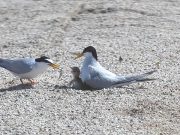 10년째 안동 찾은 쇠제비 갈매기, 이젠 안동시 명물