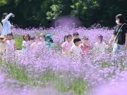 동심 유혹하는 보랏빛 버들마편초