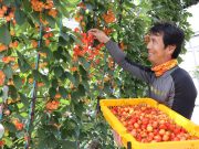 함양산 ‘체리’ 수확해요