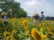 팔금면 도로변 황금빛으로 물들다