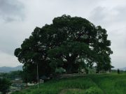 이상한 변호사 우영우 ‘팽나무’ 천연기념물 지정 검토