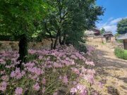 예산군 추사고택, “만개한 상사화 보러오세요!”