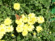 가을 국화와 논산딸기가 만나다