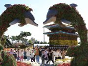 국화꽃 활짝 핀 함평엑스포공원