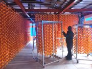 함양군, 지리산 함양곶감 만들기 돌입