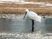 멸종위기 ‘재두루미, 노랑부리저어새’ 울산 왔다