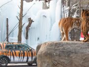 에버랜드 겨울방학 체험학습 ‘윈터 굿모닝 사파리 투어’ 인기