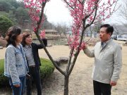 안동민속촌, 홍매화 붉은 꽃망울 피기 시작