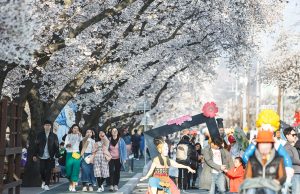 안동시, 벚꽃축제 4월 1일부터 닷새간 개최