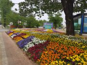 속초시, 관내 주요도로변에 봄꽃 34만 본 식재