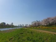 광주시, 광주천·영산강에서 봄꽃 즐기세요