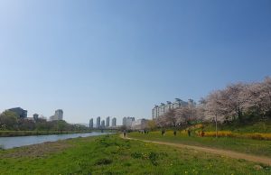 광주시, 광주천·영산강에서 봄꽃 즐기세요