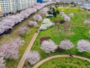 밀양시, 밀양 봄꽃 명소 추천