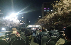 부산시, 밤바다에 올라타 벚꽃에 빠지다!