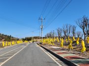 신안군, 사계절 꽃피는 수목 특별한 유지 관리 주목