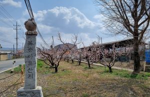 영천시, 제13회 영천복사꽃 전국사진촬영대회 개최