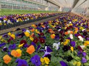 울산시농업기술센터, 가로변 봄꽃 8종 54만 본 공급